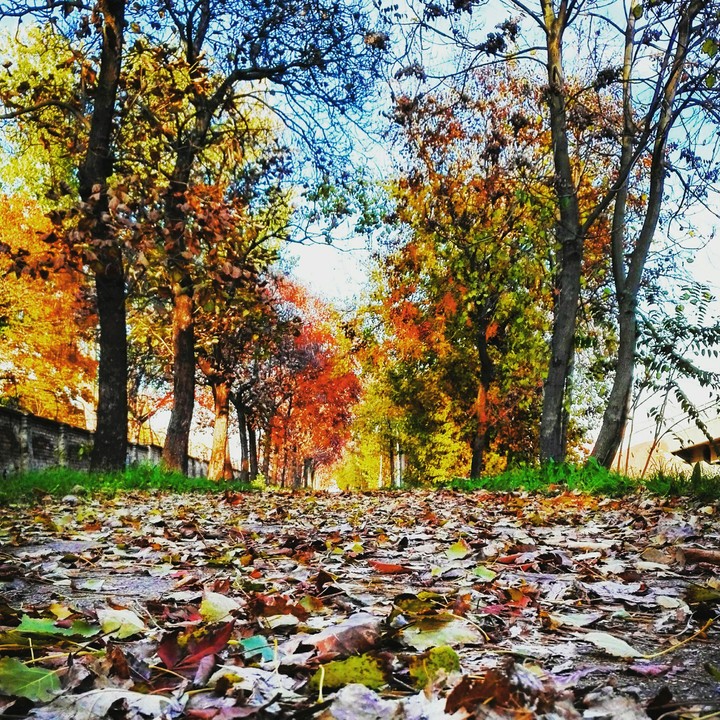 Autumn