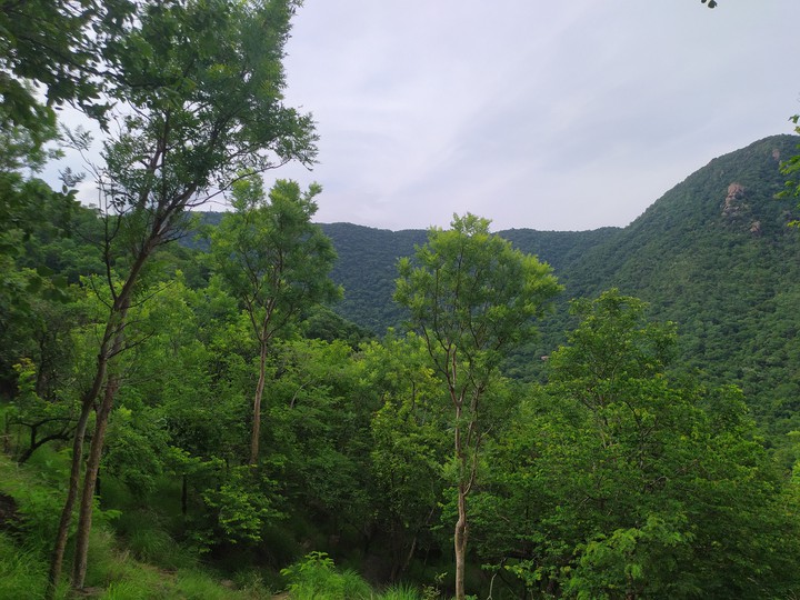 forest