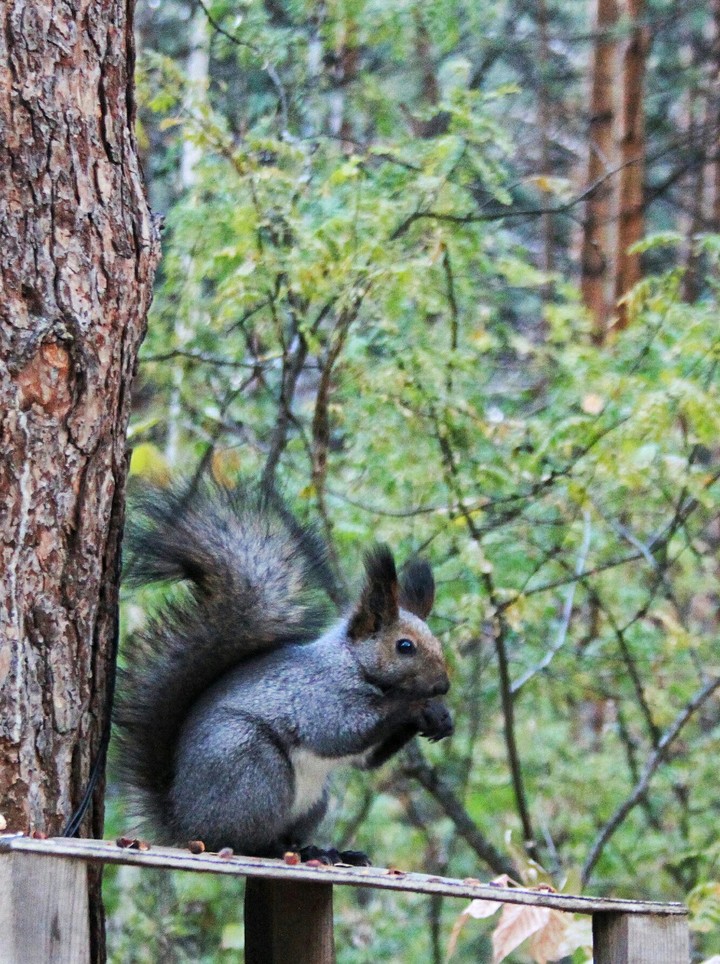 Squirrel to siberian forest