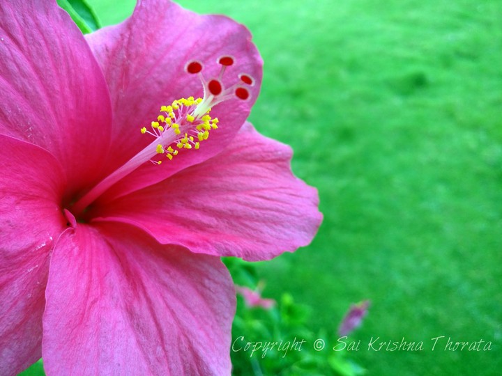 Hibiscus