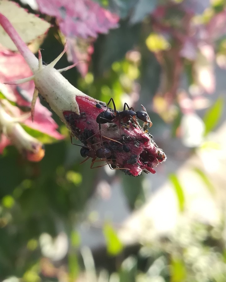 Ants eating Bugs