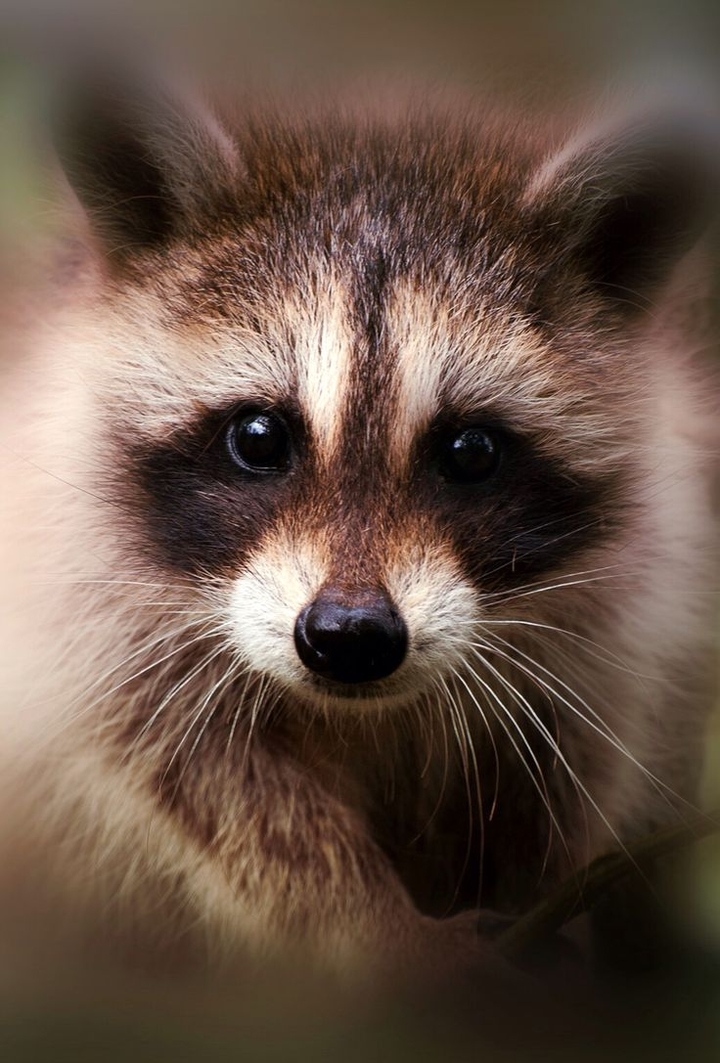 Raccoon