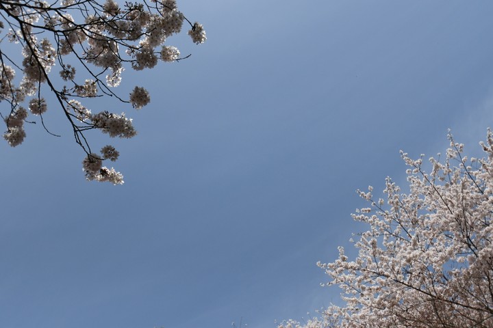 벚꽃