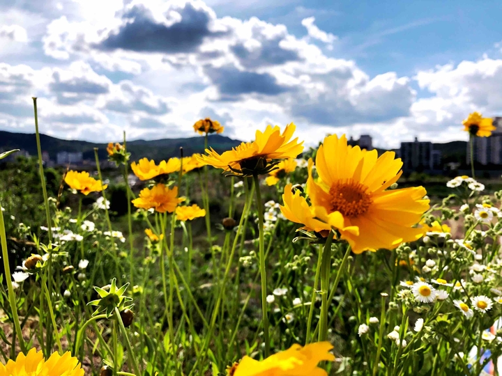 Flower.