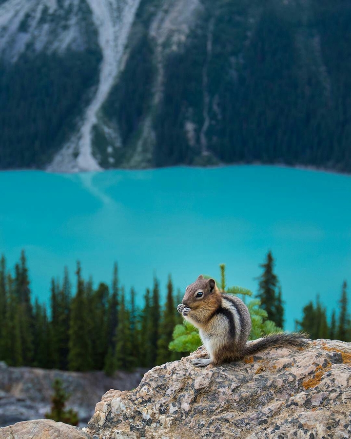 Squirrel in the wild
