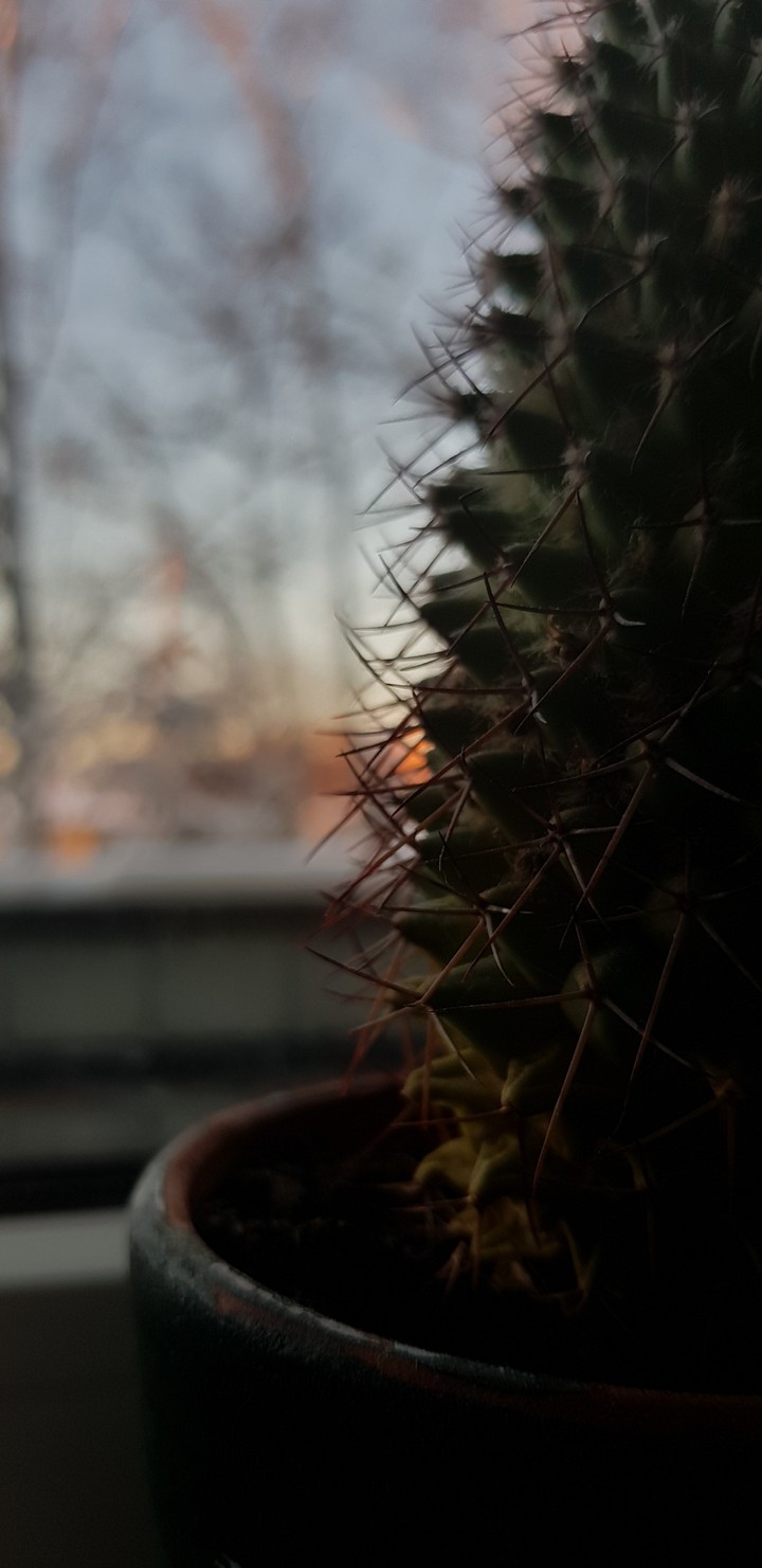 cactus