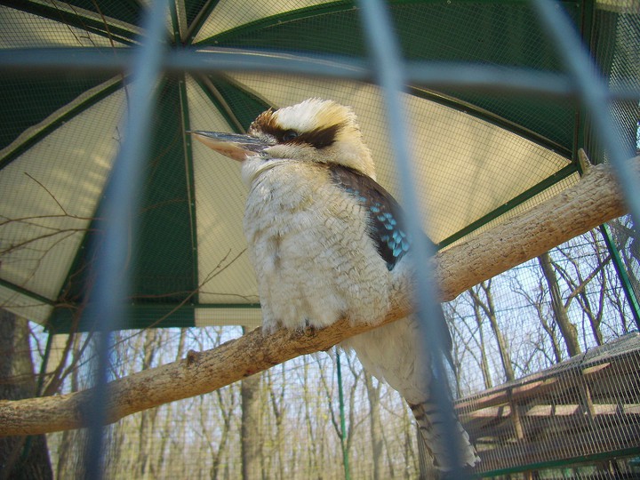 bird