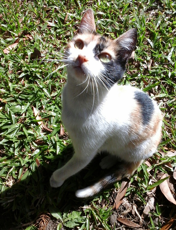 cat
