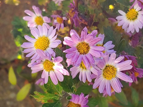 野花, wildflower桌布
