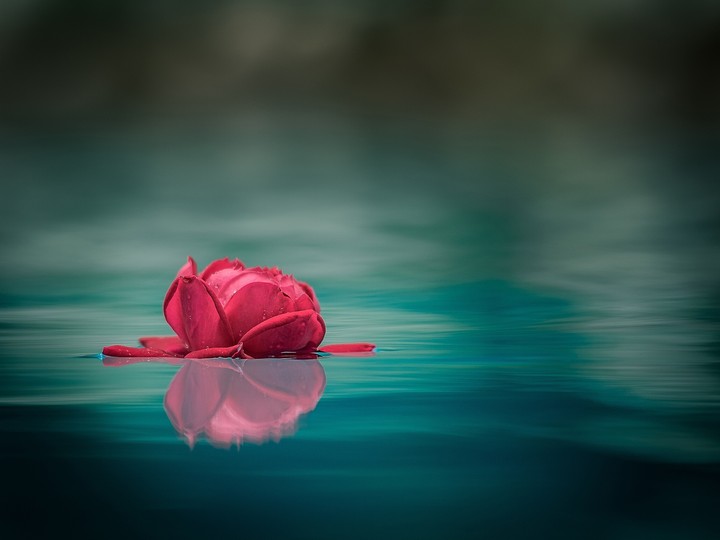 Rosa sobre agua