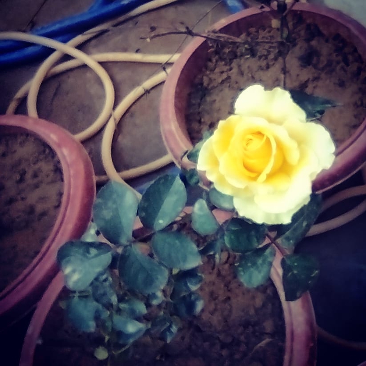 yellow rose