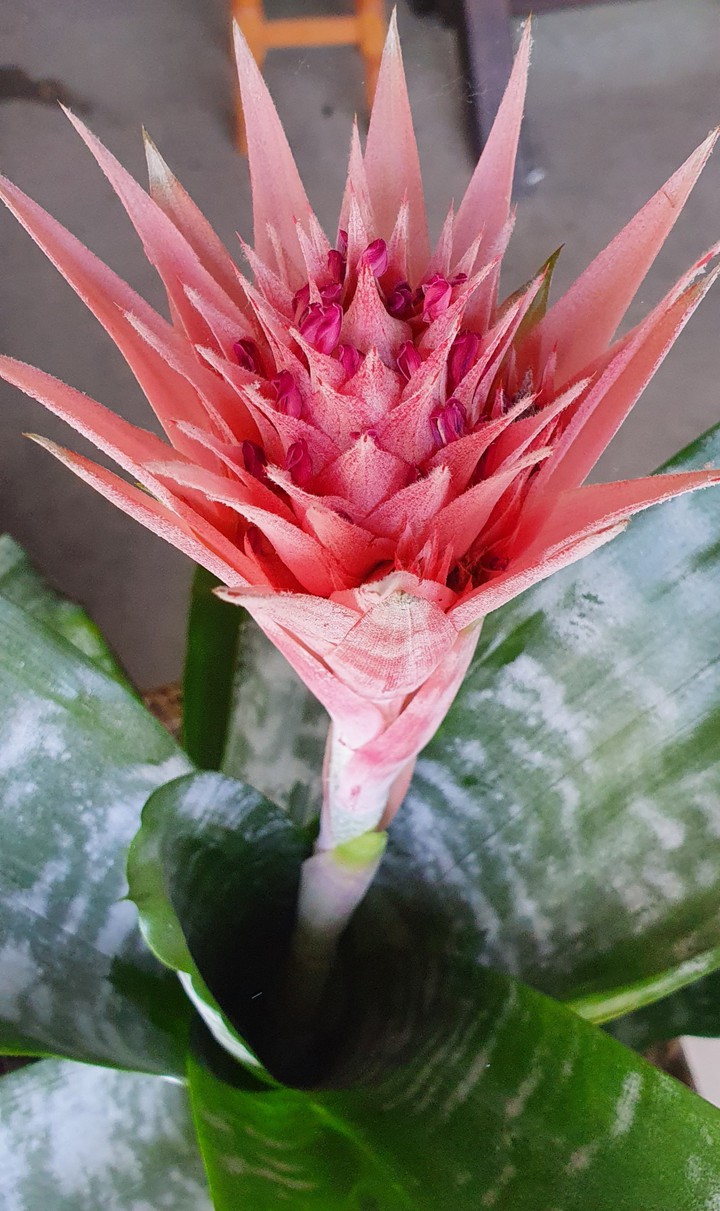 South American Flower