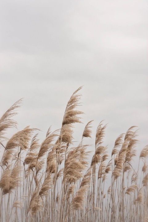 тапети summer, phragmites