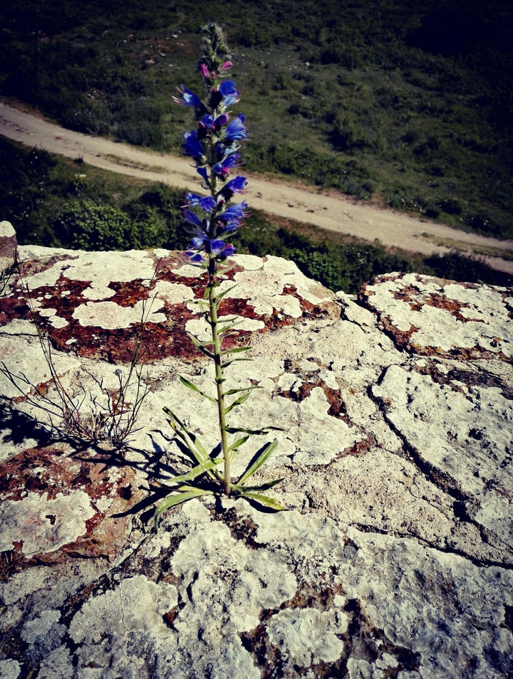 Lonely Flower