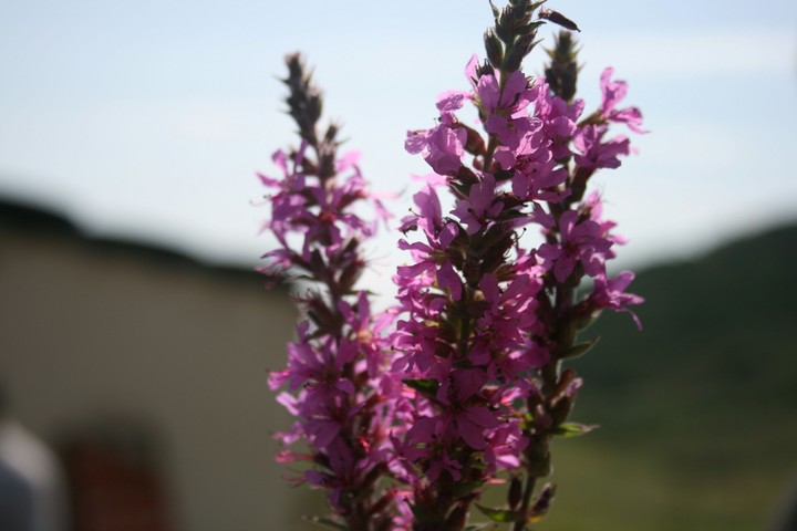 Iran's nature