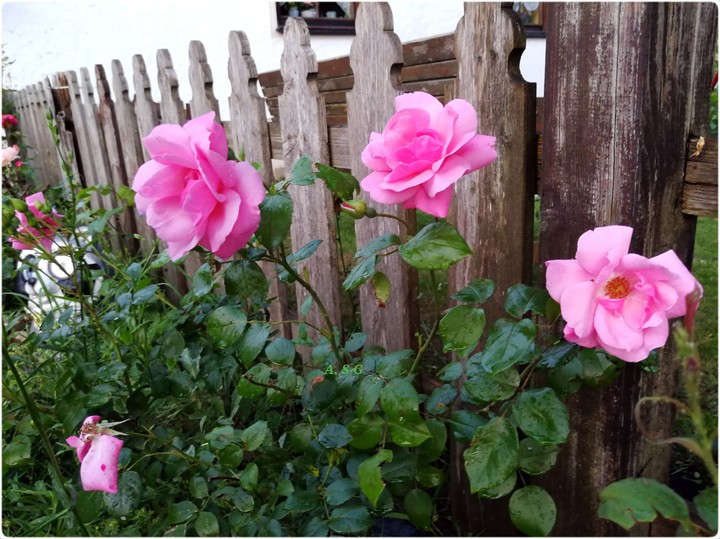 Rosen aus meinem Garten