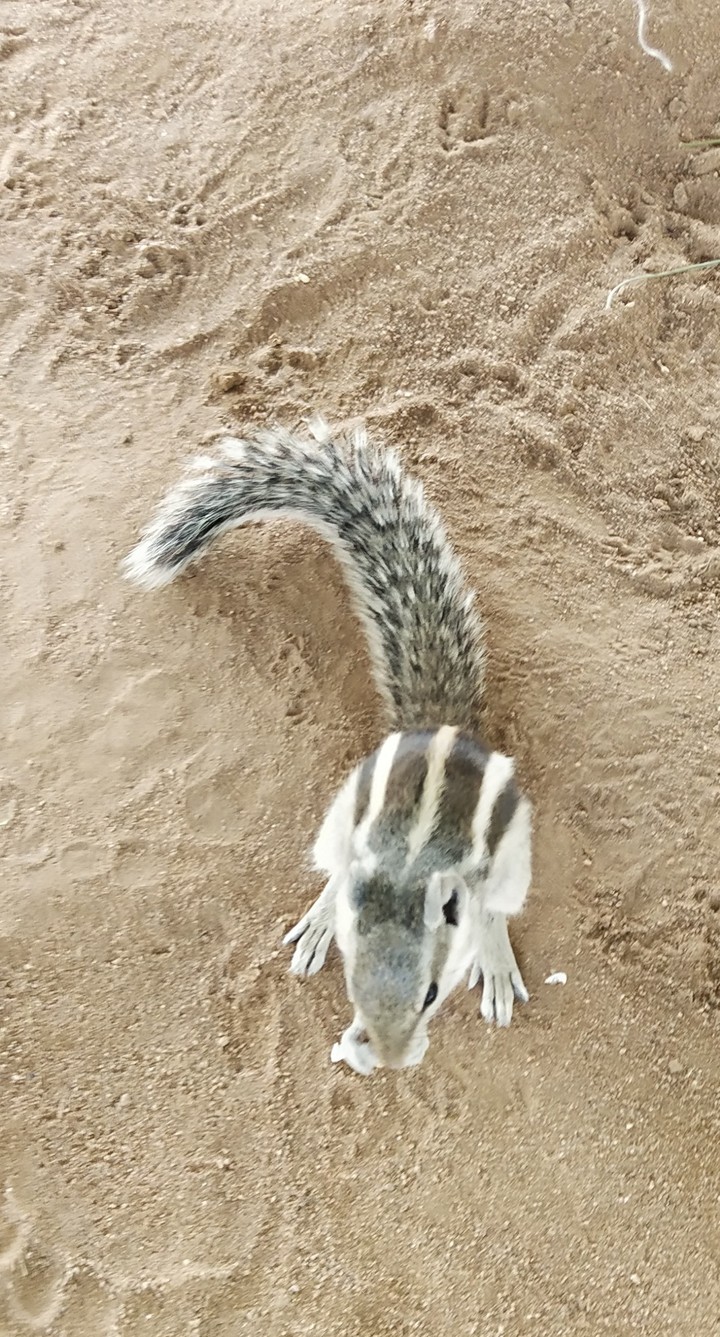 cute Squirrel