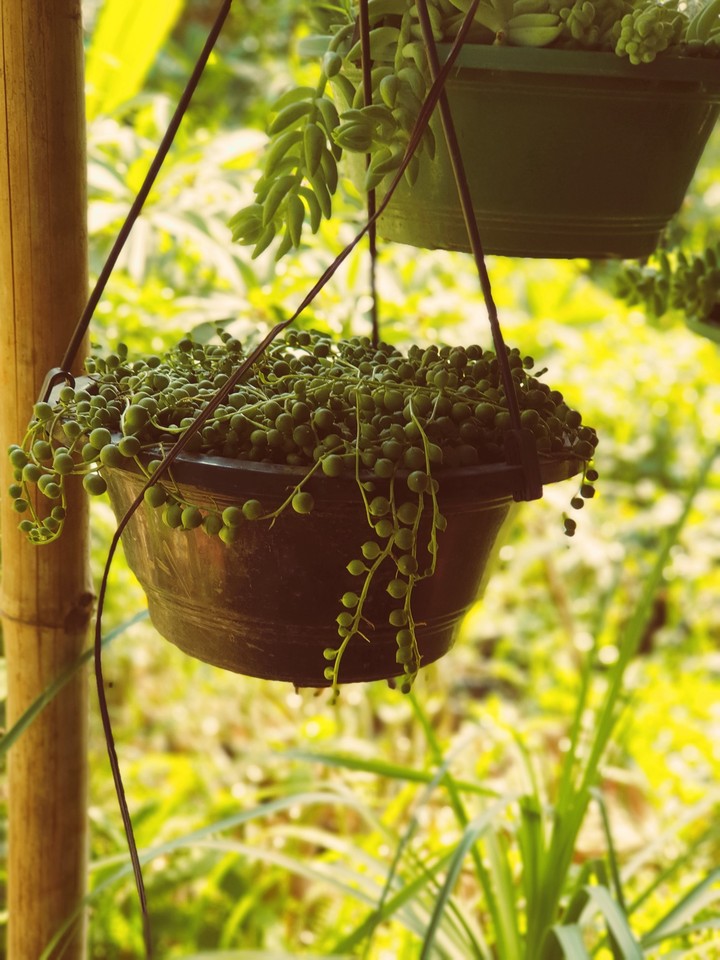The Pot
