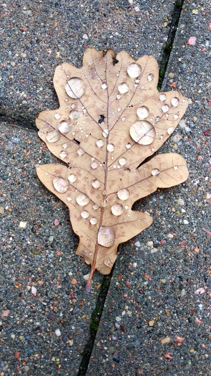 leaf