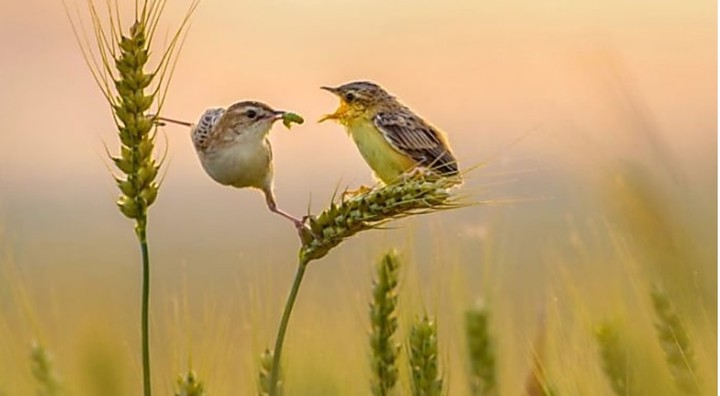 Mother bird feeding a chick.
