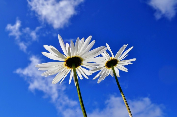 法國菊