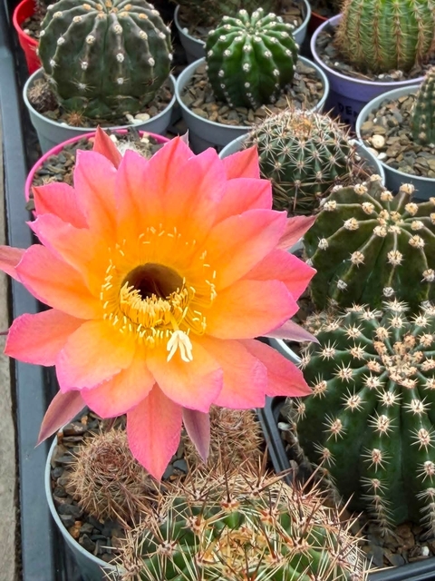 sfondi flowerpot, Close-up