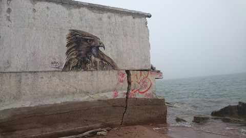 Hawk