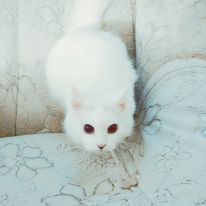 Bianca