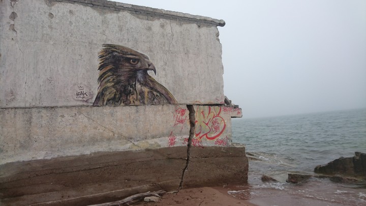 Hawk