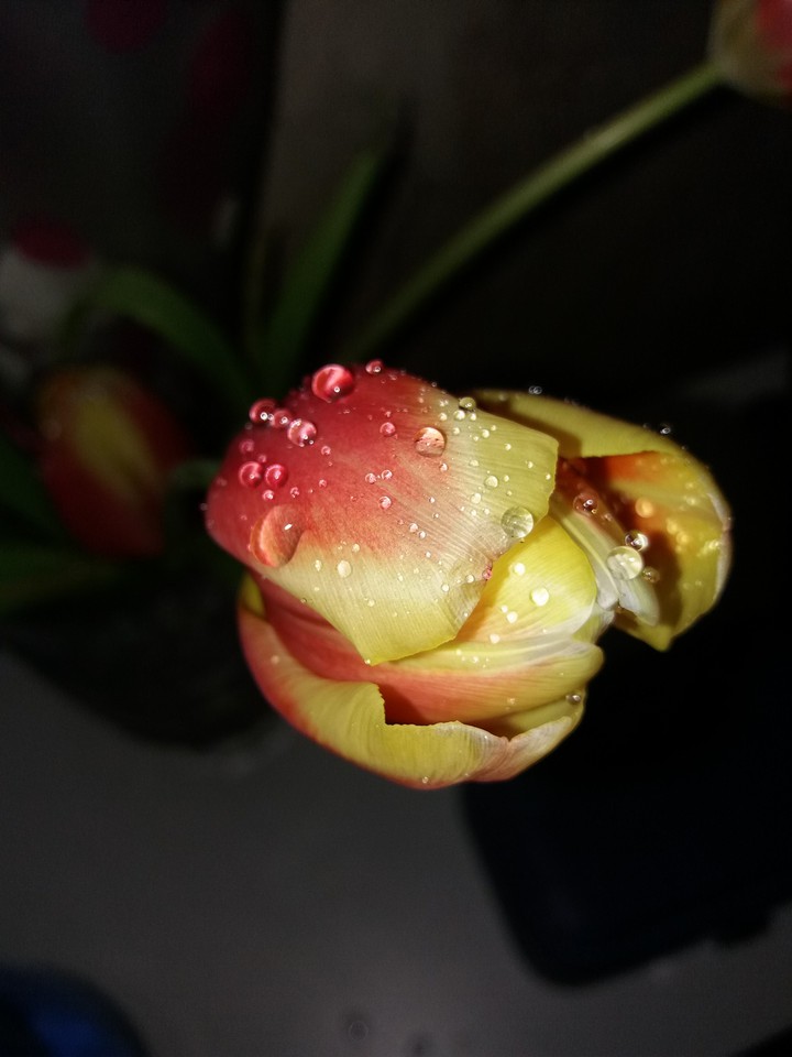 Tulip