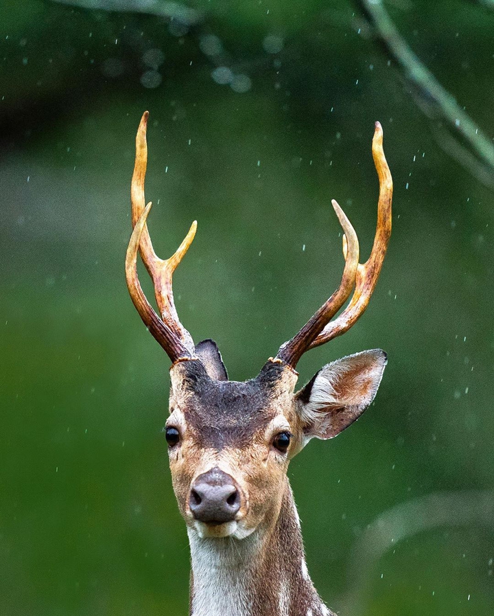 deer