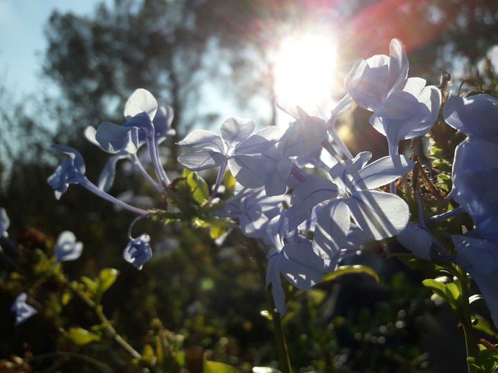 Flowers under the Sun