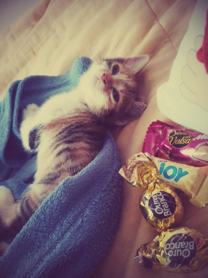 cat