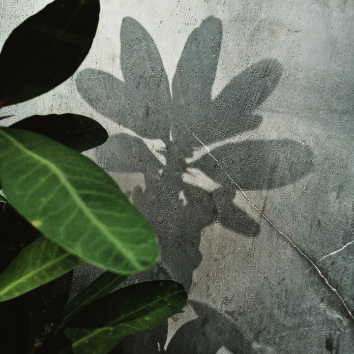 spiky plant