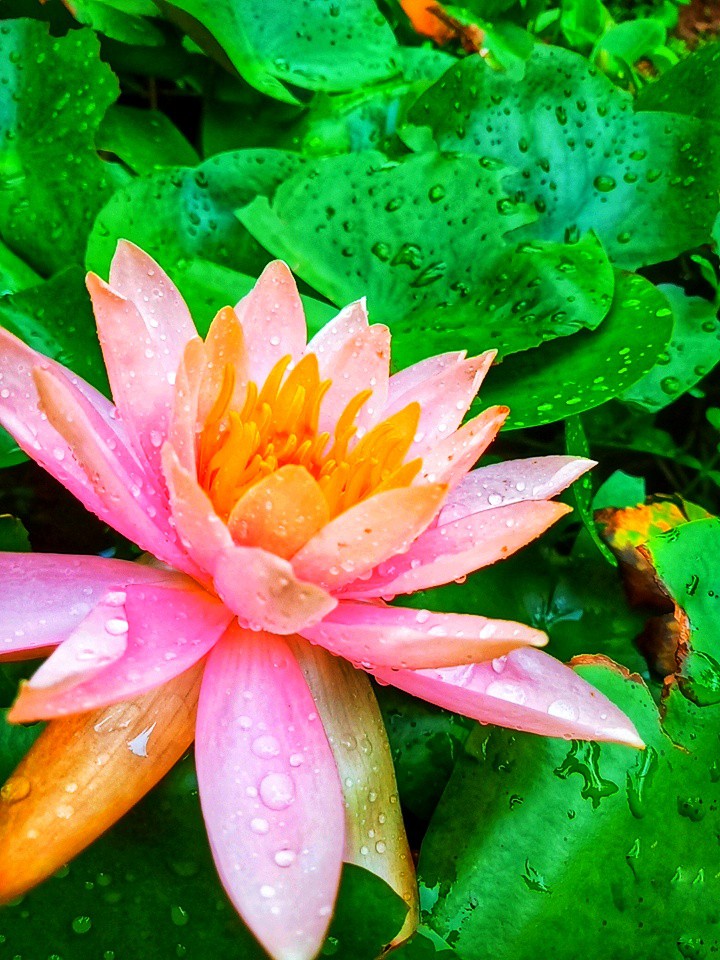 waterlily#