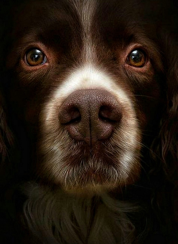 Up Close with Fido