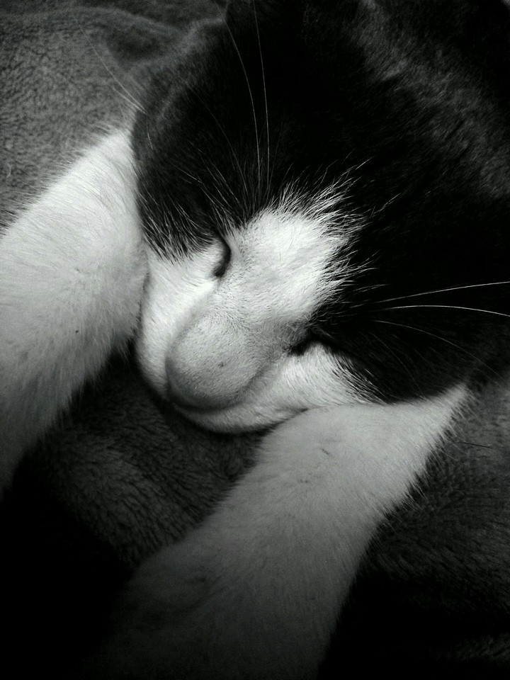 Cat sleep