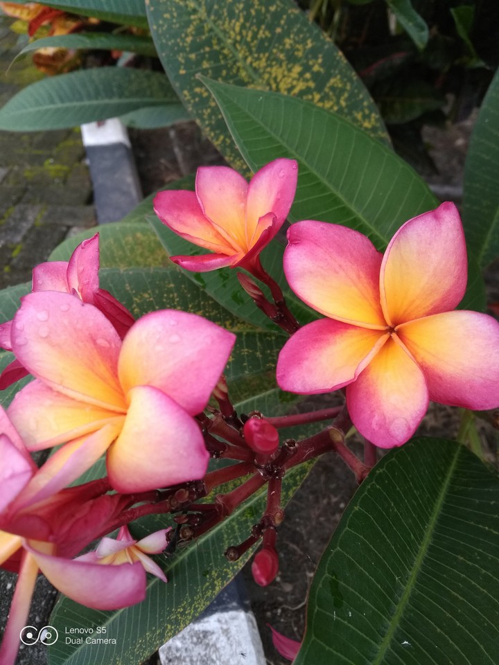 plumeria