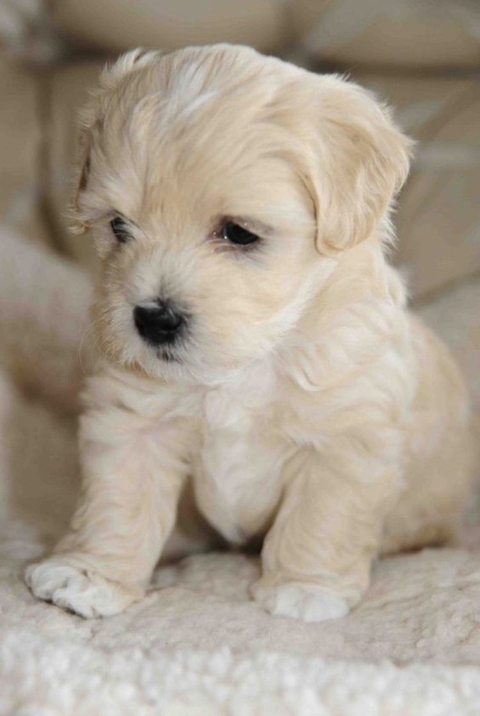 It dog.