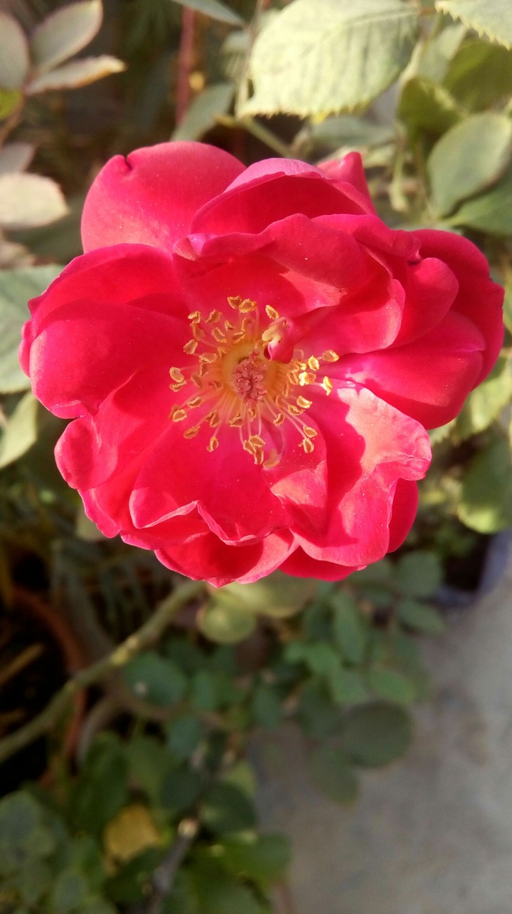 flower