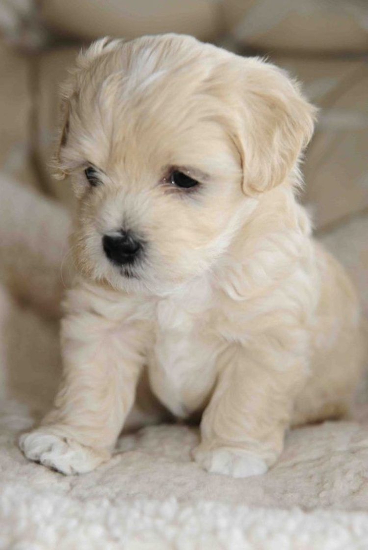It dog.