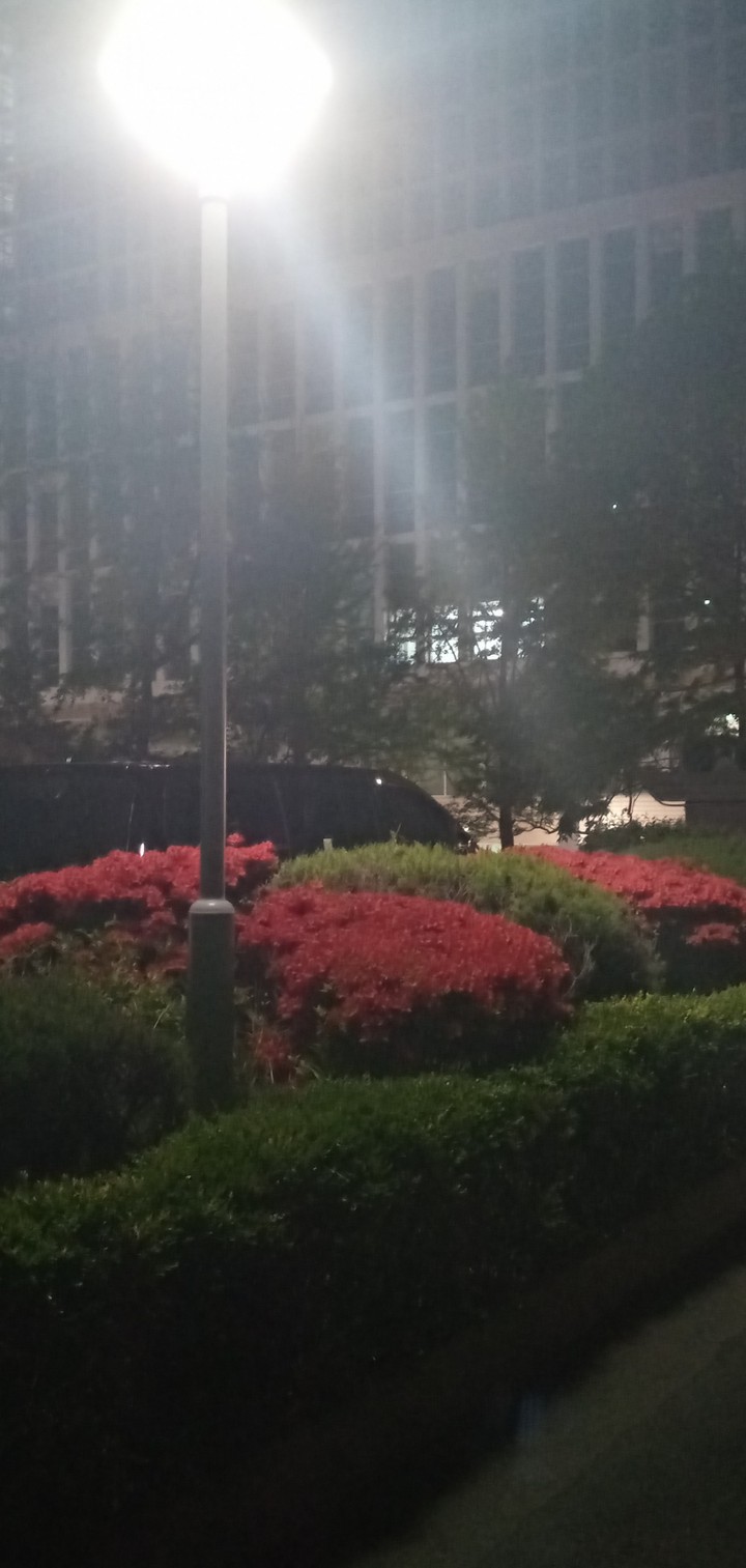 가로등 아래 봄밤...꽃