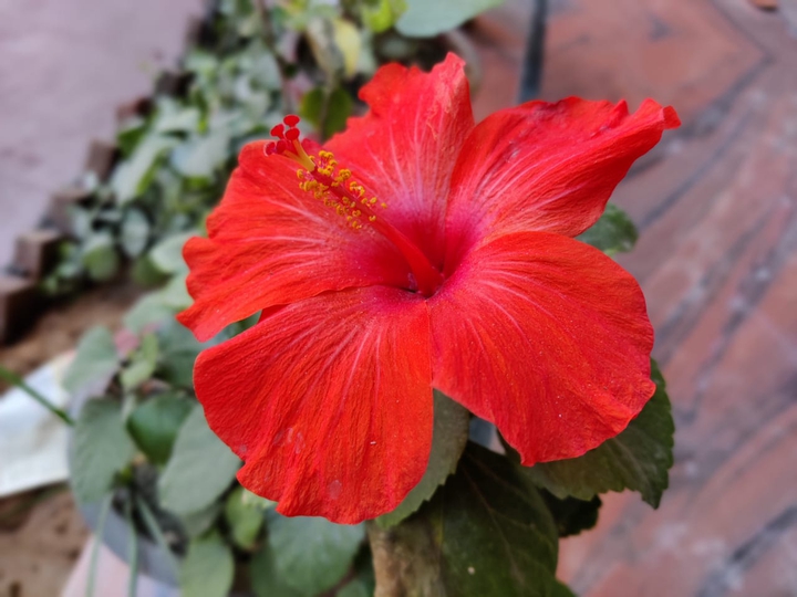 Red flower