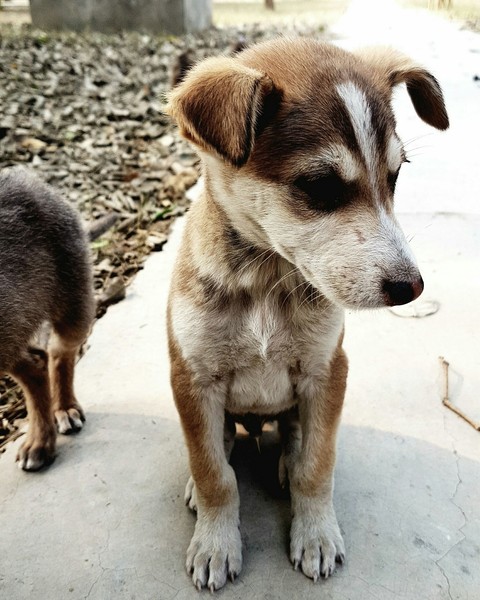 puppy love