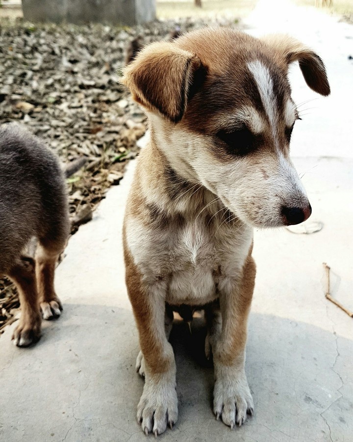 puppy love