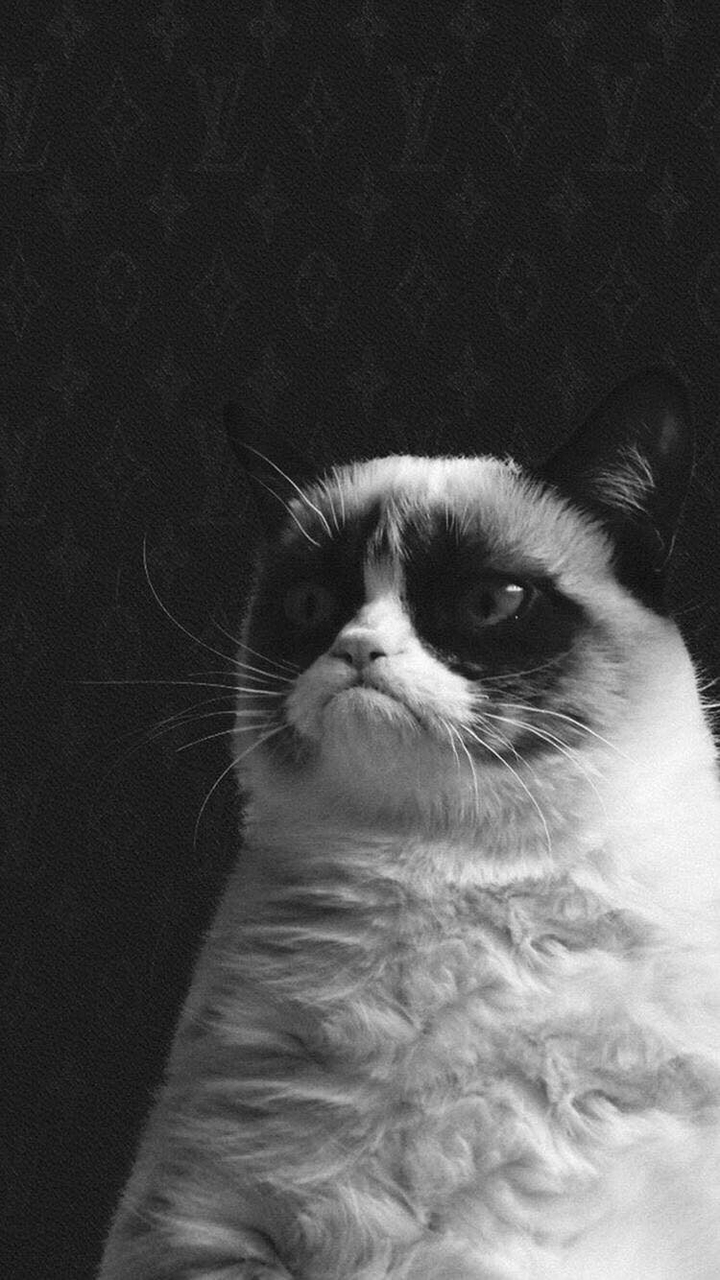Why so grumpy, grumpy cat?