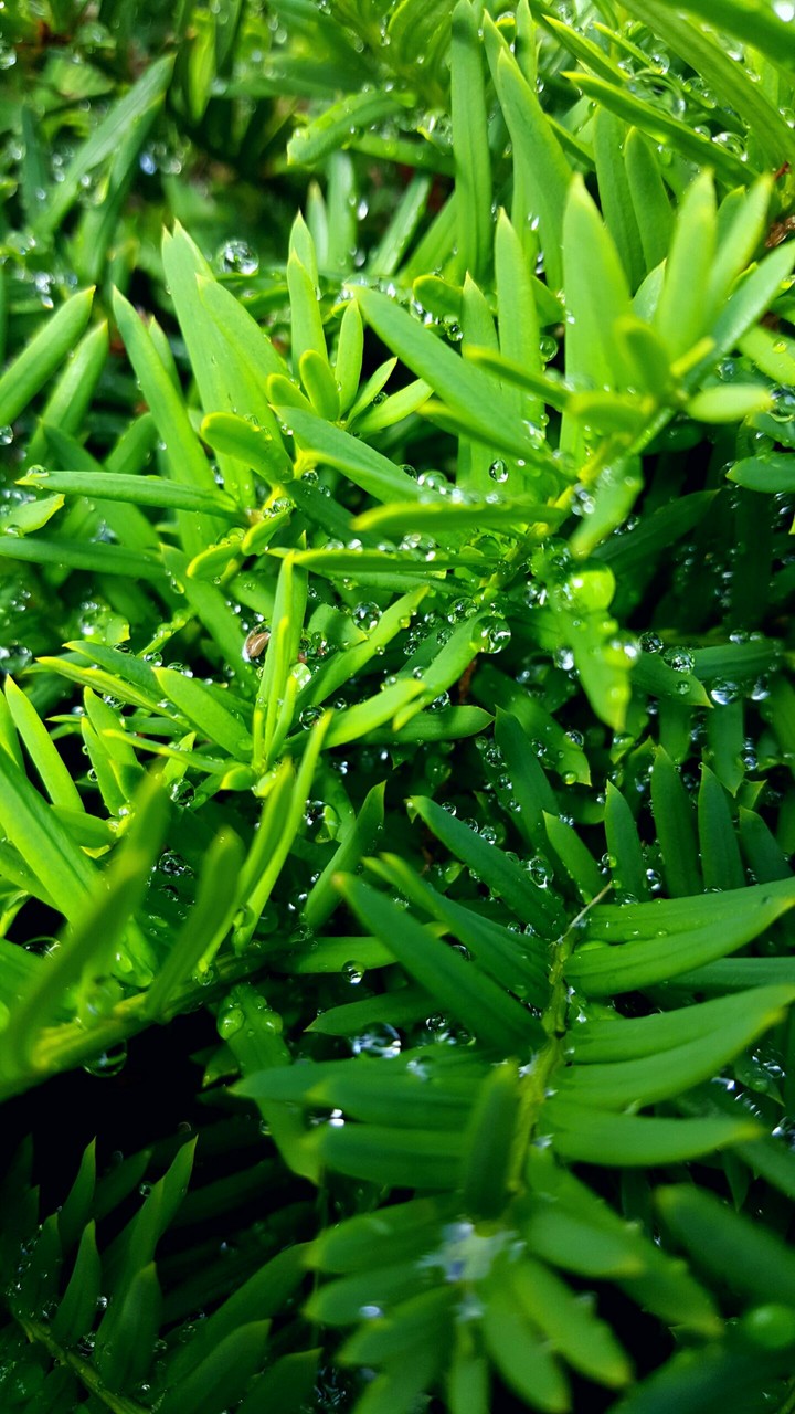 plant