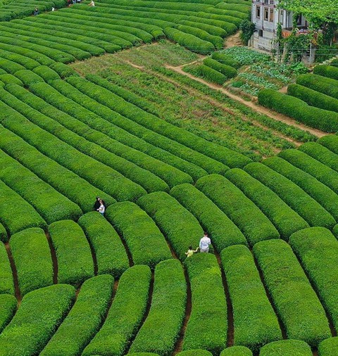 tea rize/TURKEY