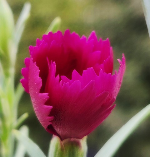 pink flower