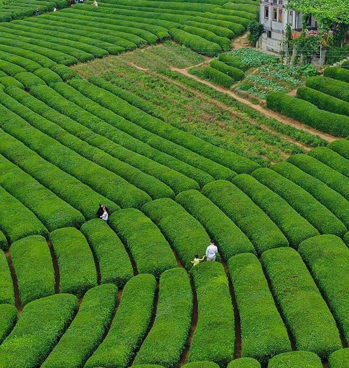 tea rize/TURKEY